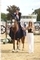 Ella Spencer Shines in Thrilling STX-UK Pony Foxhunter Masters Victory